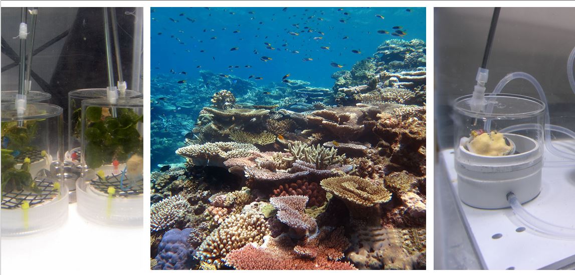 Exciting #postdoc opportunity in #macroalgal ecophysiology applied to coral reef restoration at @Griffith_SciEnv / @aims_gov_au. Due to travel restrictions, only applicants currently in Australia can be considered. Details: coralreefalgaelab.org/home/?p=1545