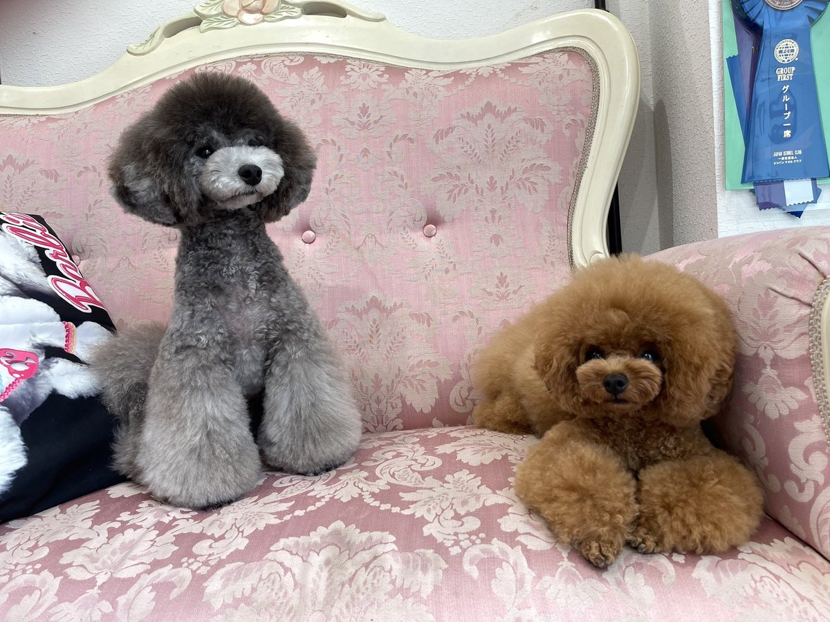 自由人 メインは樹 時々昌磨 Jumokuno0108 Twitter