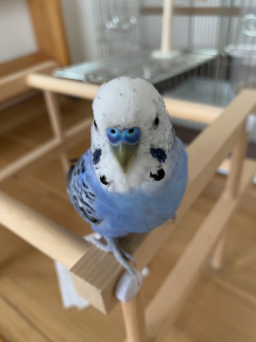 つよ インコ Twitter始めて3週間くらい みなさんの鳥ちゃんもかわいくてtwitter楽しんでます 自分の目がカメラだったらいいのにって思うくらいかわいい仕草 を少しでもこの世に残したい 今日は特にかわいい写真や動画が撮れませんでした スン つよ インコ Twitter始めて3週間くらい みなさんの鳥ちゃんもかわいくてtwitter楽しんでます 自分の目がカメラだったらいいのにって思うくらいかわいい仕草 を少しでもこの世に残したい 今日は特にかわいい写真や動画が撮れませんでした スン