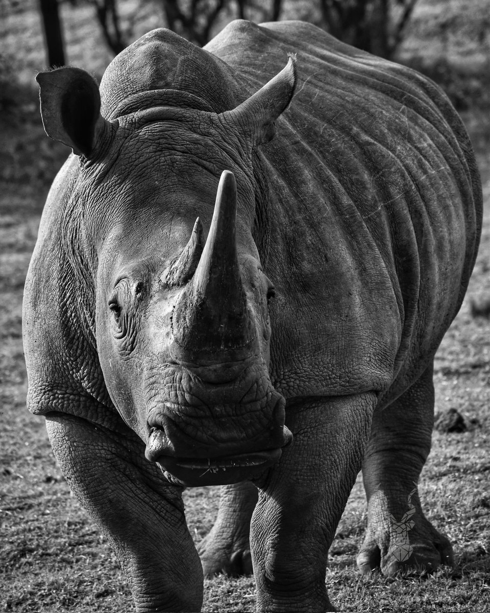 R H I N O

Happy World Rhino Day. Southern White Rhino

#akimaandthewild #wildlifephotography #nature #naturephotography #wildlifephotographer #wildlife #capturethewild #thisissouthafrica #gay #learnsomethingnew #wildlifeisamazing #rhino #worldrhinoday #saveourrhinos
#saverhinos
