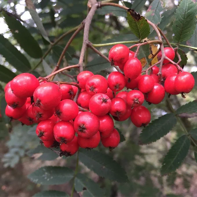 Image from Foraging Fortnight (@ForagingF)