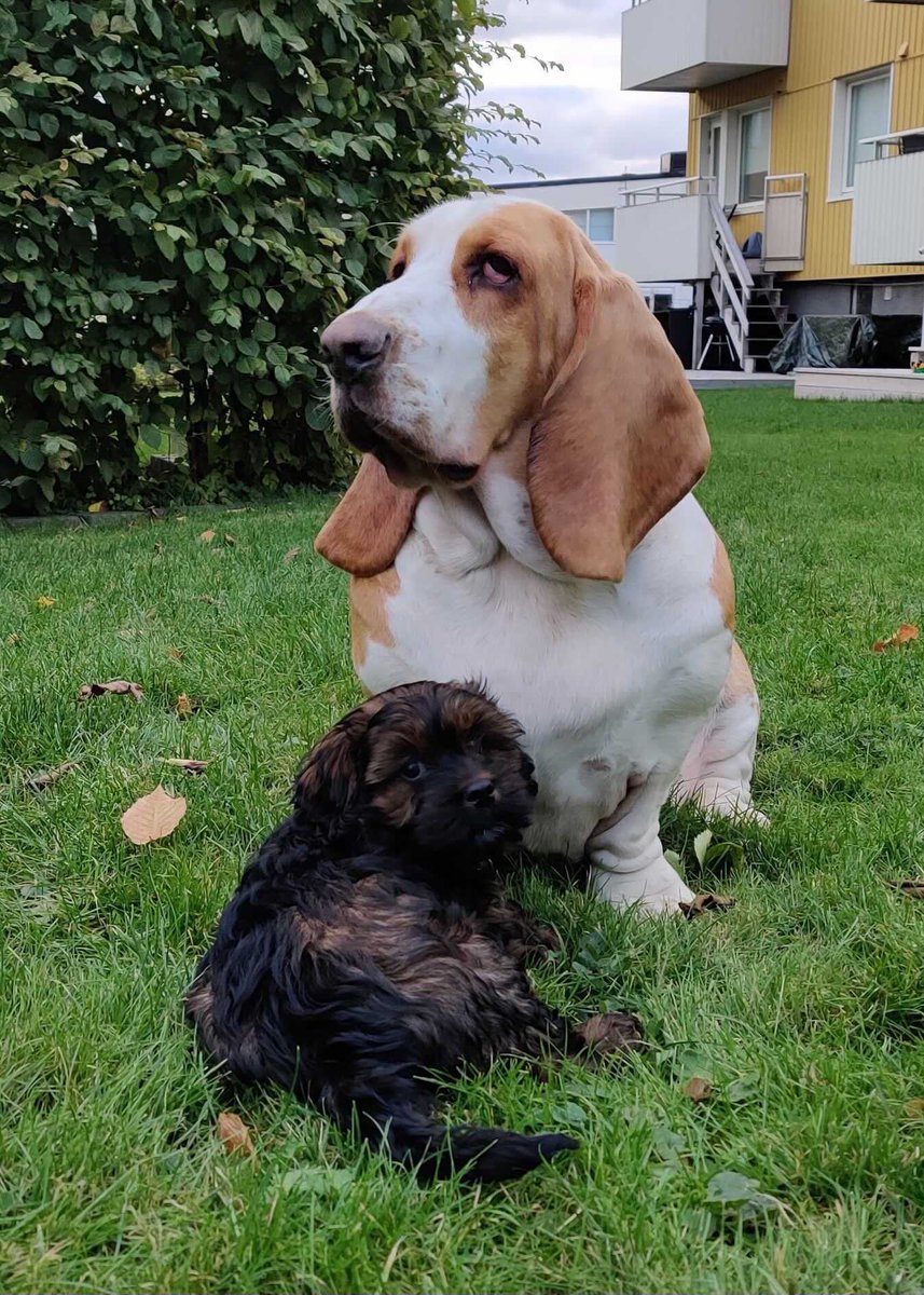 This is Sir Tibbles and Lukas. Sir Tibbles has resting grump face, so Lukas gives him spontaneous hugs. It may not look like they work, but they definitely do. 14/10 for both