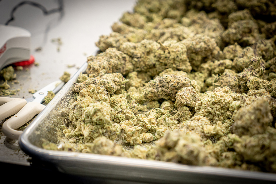 Those are some sick trimmed buds right there.

#citizenstash #MAC1 #handtrimmed #BCbud #cannabis #canadiancannabis #thc #cannabinoid #cannacurious #cannabiscommunity #weed #cannabisculture  #budtenders #cannaculture