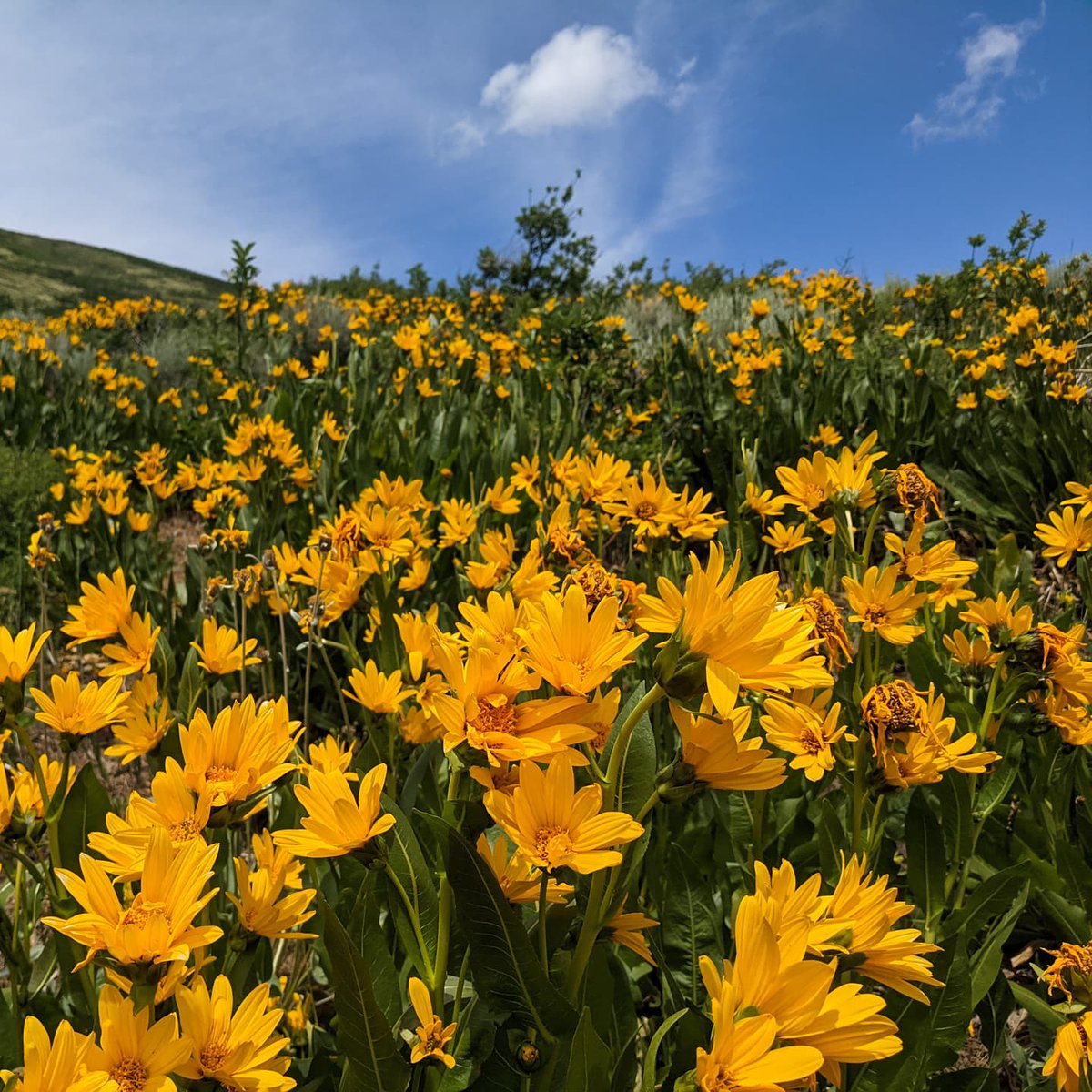 naturewithnora's tweet photo. I can't believe summer is over. A small highlight reel of some places I've been:
1. East Humboldt Range, NV
2. Southern Sierra Nevada, CA
3. Montaña de Oro, CA
4. South Hills (Calochortus superbloom!), CA https://t.co/4oCUbbnUn8