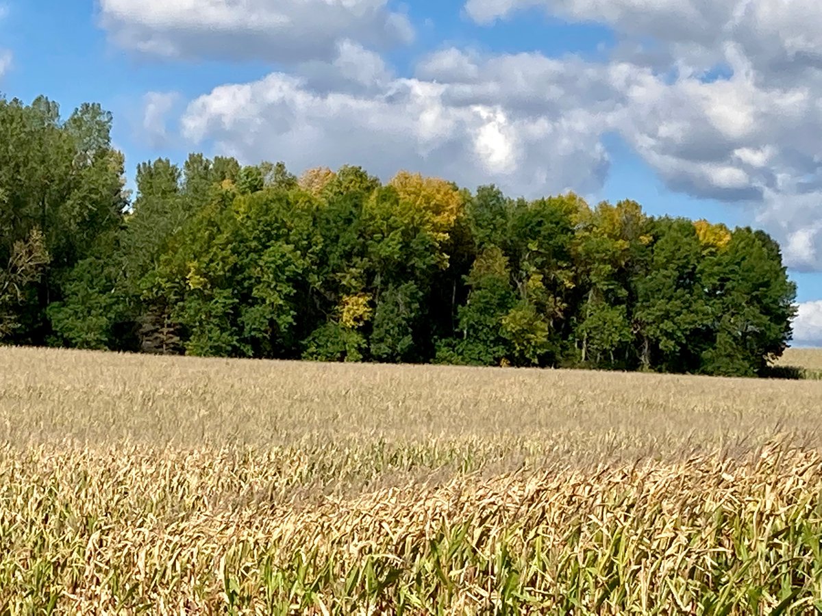 AmandaHuneke's tweet photo. Autumn colors are beginning in our forest just in time for the #FirstDayofFall 💛 https://t.co/bGwGhdxub9