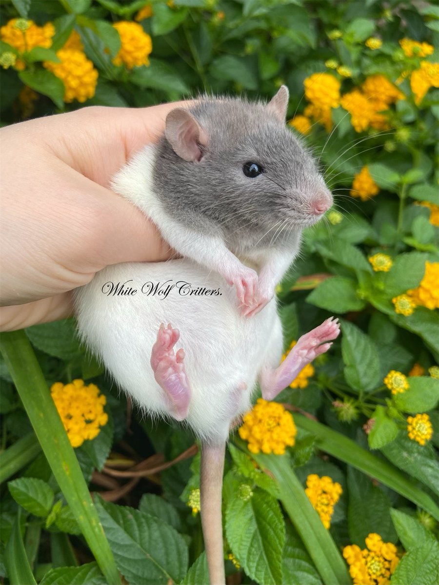 Hannah is a very sweet and pretty rat baby 💛