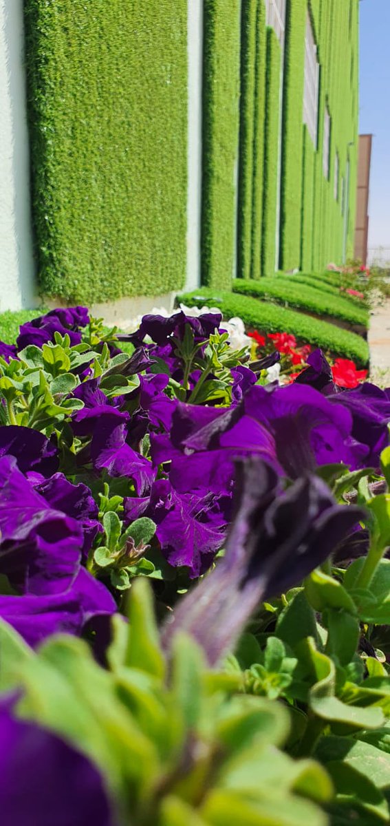 GMC_Grass's tweet image. Our new face! Our new fashion! #GMC_Grass, is your new Icon.

Stay Tuned!

#Artificial_Grass
#artificialgrass
#landscapinglife
#design
#art