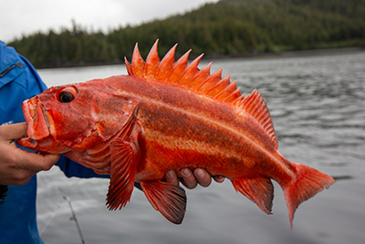 Alaska DFG-Southeast tweet media