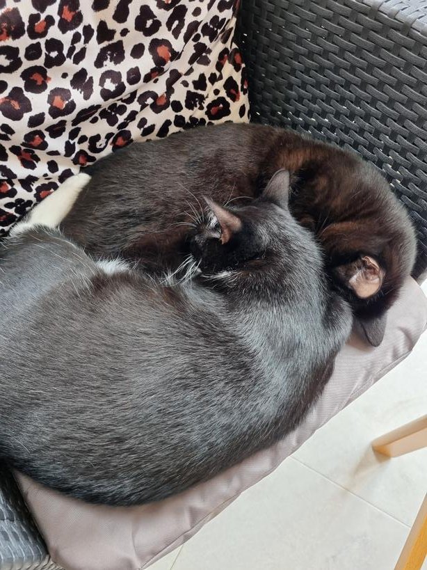 GLK231's tweet photo. @CatsProtection Ours just like to sleep together! 😍 https://t.co/ZTtiZ6cd6U