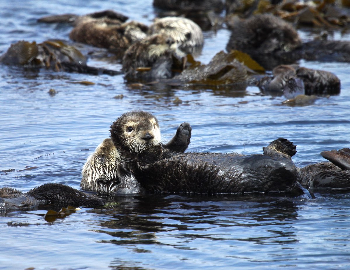 A baby sea otter lays on its mother’s stomach while they float in the water with other sea otters