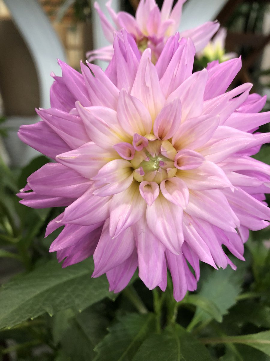 Top Tweets For 諏訪市花屋 Twstalker Top Tweets For 諏訪市花屋 Twstalker