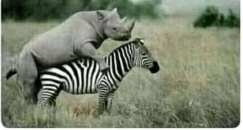 Y como les decia queridos niños...asi se hacen los unicornios.