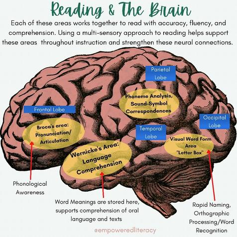 Each area of the brain works together, building connections, to read text. Reading is not an isolated activity that occurs in one area of the brain. It is a whole-brain activity. 
#scienceofreading #empoweredliteracy 
Instagram photo @empoweredliteracy instagram.com/p/CTFIAnusPW_/…