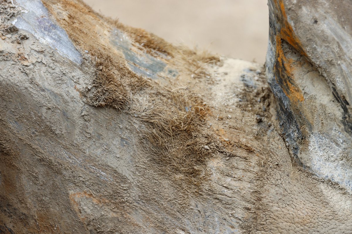 Global Center for Species Survival tweet media