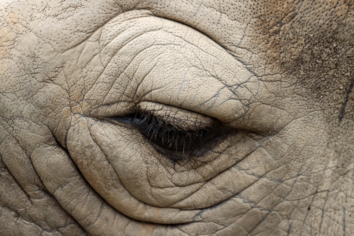 Global Center for Species Survival tweet media