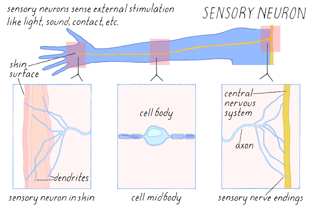 A sensory neuron is a specialized cell that senses a stimulus from the environment (light, touch, sound, etc.) and relays that information to the central nervous system for processing. Find new definitions in our monthly additions to the BioDictionary buff.ly/3CerYyn