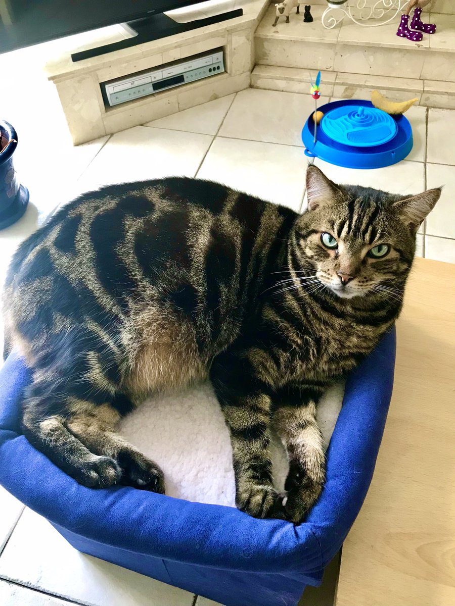 WolfegangSneak1's tweet image. I’m just gonna sit here with full view of the window, waiting for the delivery of my fresh chicken 🍗 it’s a hard life 😹 
#ChickenDelivery #cats #CatsOfTwitter #CatsOnTwitter #cat #AdoptDontShop #WhiskersWednesday #wednesdaythought