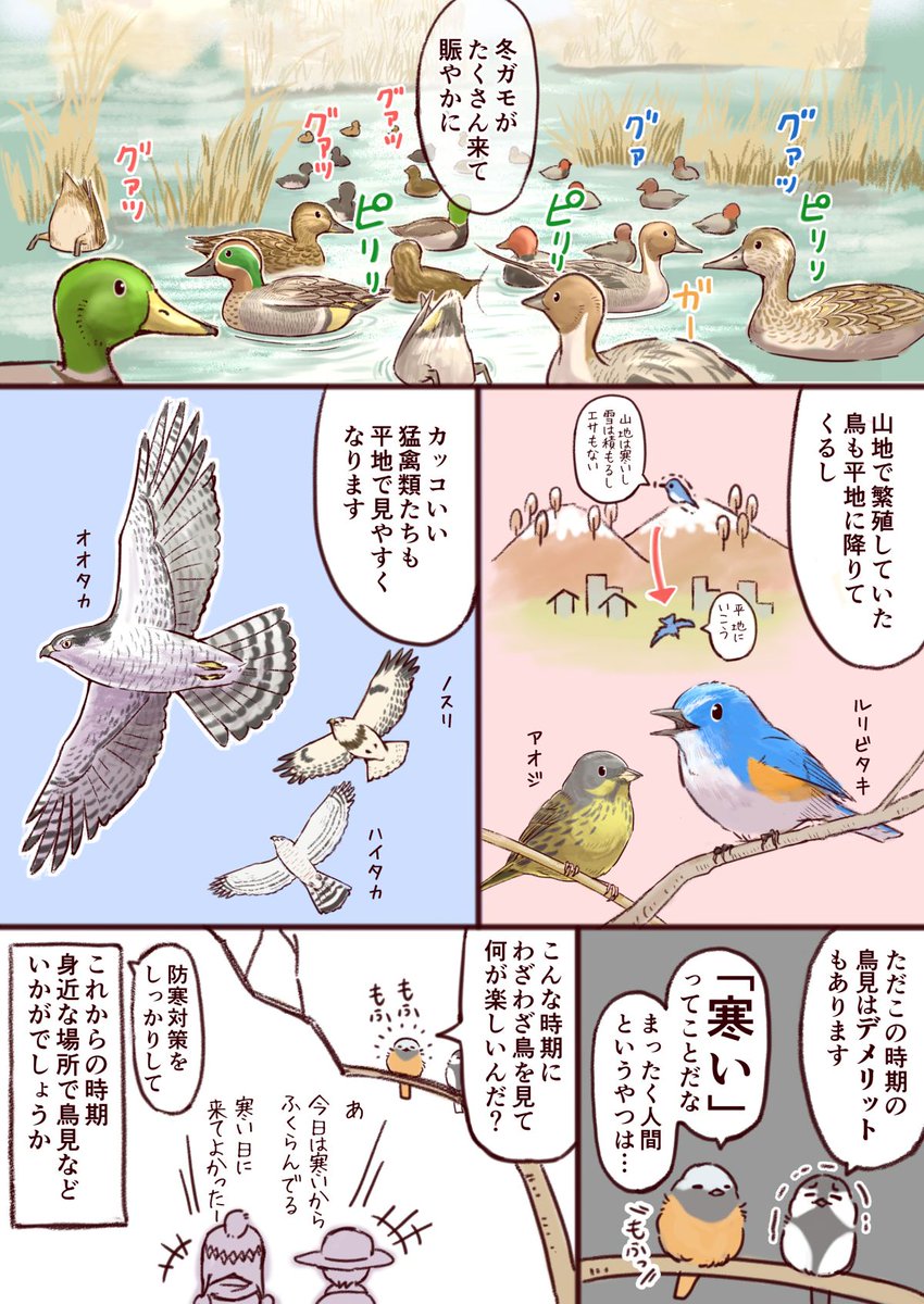 【新刊のお知らせ】今日からはじめるばーどらいふ!
これからの秋～冬は初心者でも鳥見のしやすい時期です。相変わらずのコロナ禍で外出が難しい状況ですが、近所で鳥見などいかがでしょうか?🦆 