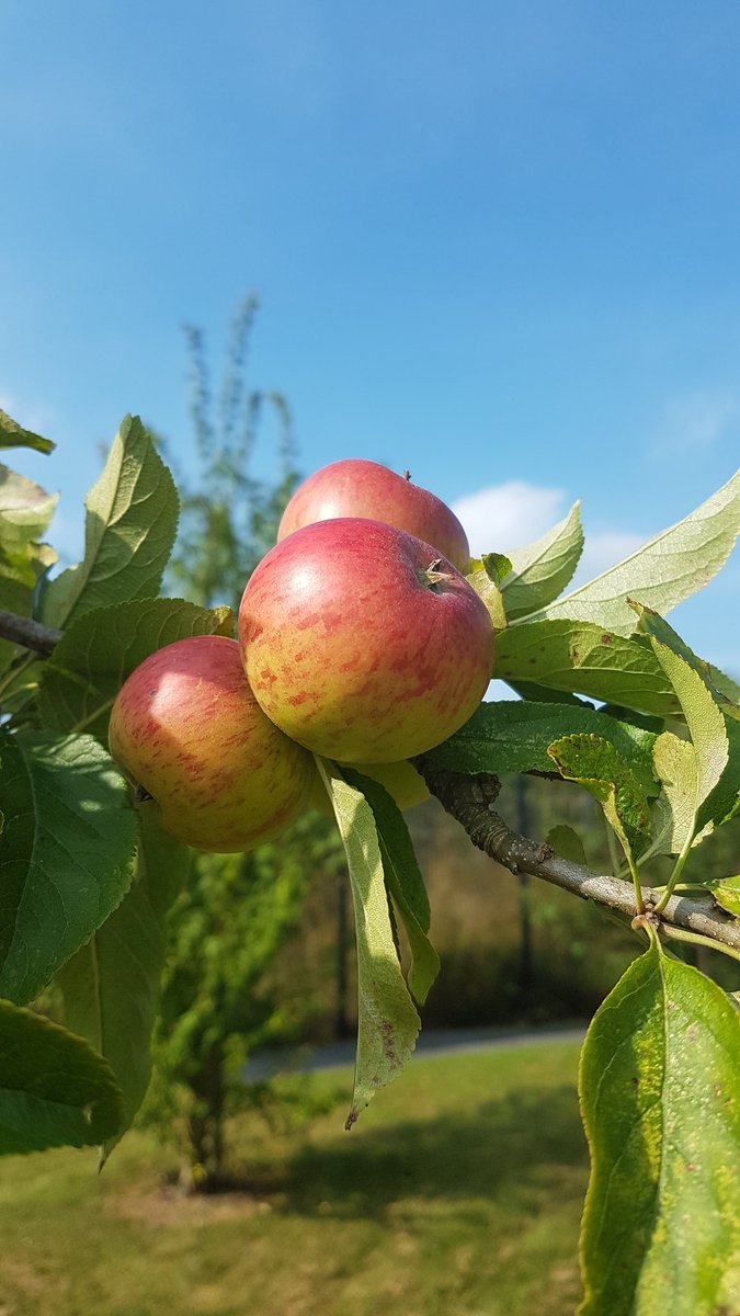 mymindfeed's tweet photo. Happy first day of Autumn #AutumnEquinox and we can't wait to harvest our apples and use them in baking group, they are looking yummy #WorcesterPearmain #HorticulturalTherapy  #BakingGroup #AncoraHouse #CYPMentalHealth https://t.co/R79TAwubru