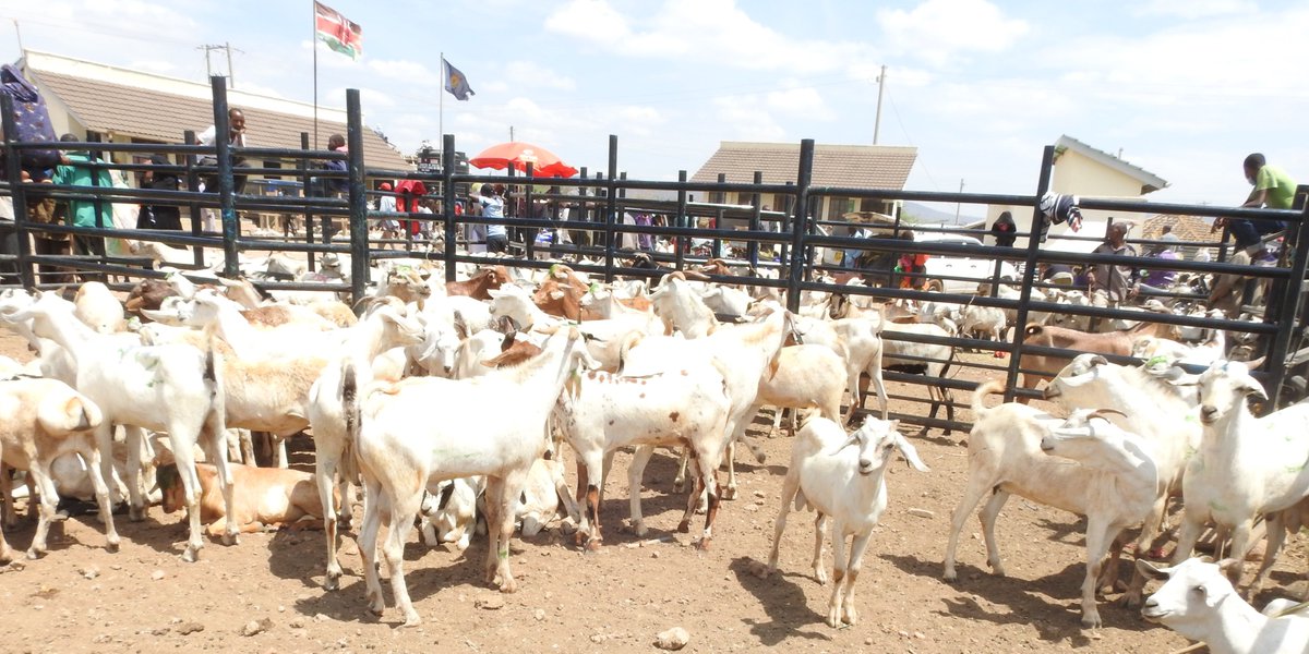 lmskenya's tweet image. Livestock raids and resource conflicts are common among pastoralist communities in northern Kenya. @FeedtheFuture @lmskenya strengthens their governance systems for #sustainable and inclusive #devpt and the equitable allocation of resources - promoting #peace and food security.