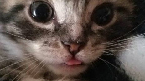yjwprnts's tweet photo. jungwon tiny cat blep !! https://t.co/IDlQQ37llh