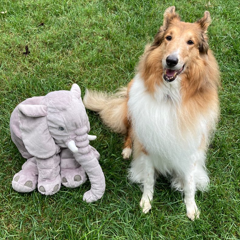 🐘 Remembering our #pachyderm friends on #ElephantAppreciationDay 🐘
and #WorldRhinoDay 🦏 

I’m not only showing my canine 🦷 tusks but I’m 🤤 drooling! 

#elephantday #elephantconservation #tusksareforelephantsnotpeople #nooneintheworldneedsanelephanttuskbutanelephant