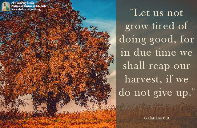 'Let us not grow tired of doing good, for in due time we shall reap our harvest, if we do not give up.' - Galatians 6:9
-
#wisdomwednesday #wednesdaywisdom #galatians #bibleverse #catholic #fall #autumn #season #leaves #changingcolors #grow #tired #reap #harvest #donotgiveup