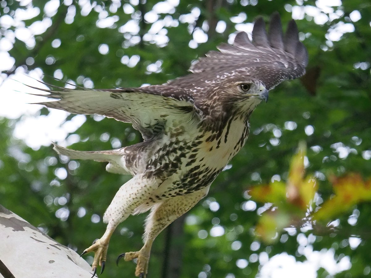 Above 96th Birding Is Funny Today I Saw Nothing Literally Then On My Way Home I Spotted A Red Tailed Hawk Hunting At The Pool And I Got My Best Shot Ever