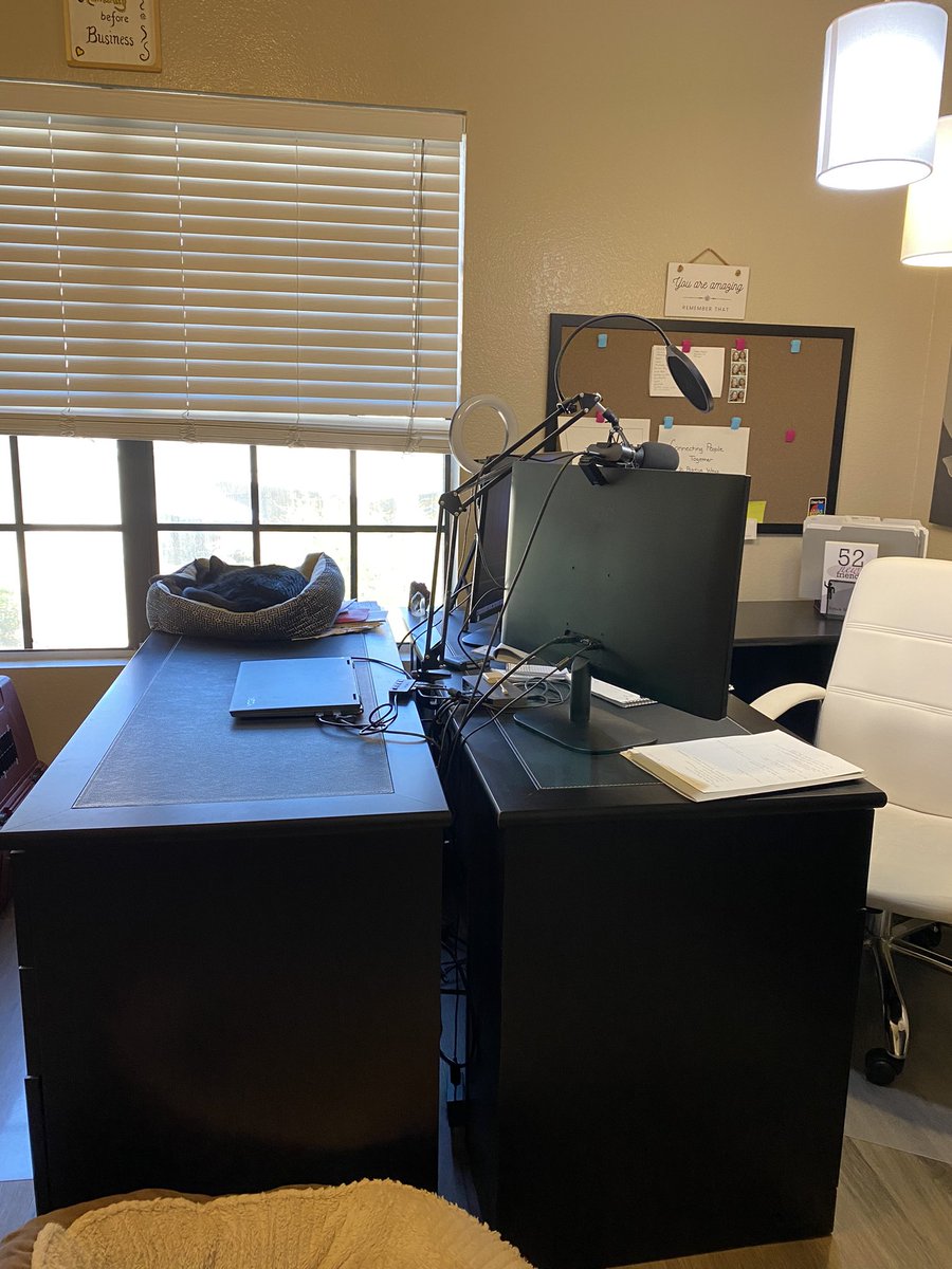 ericamcbeth's tweet image. The cat now has a bed, looking out the window, on his own desk.

I don’t think he’s moved all day.