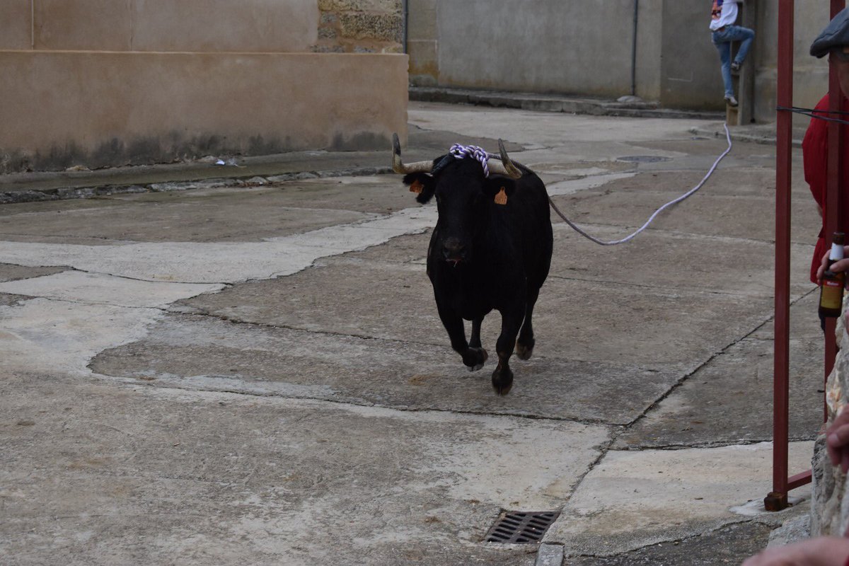 SentirTaurino1's tweet photo. Hoy, festividad de San Mauricio, se celebra tradicionalmente el rito de la VACA ENMAROMADA DE PALAZUELO DE VEDIJA (VALLADOLID).
Lo recordamos con esta imágenes de @lidia_torre001 https://t.co/shrsAdx95Q