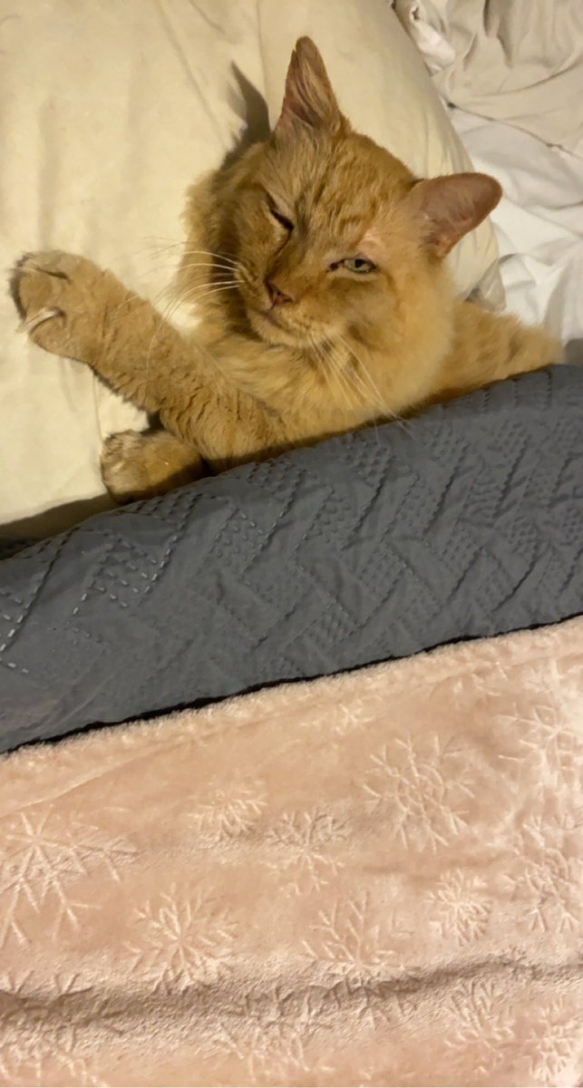 ChristinaTaylr's tweet photo. Simba is the real King of our household 😅 https://t.co/dxioBnR85L