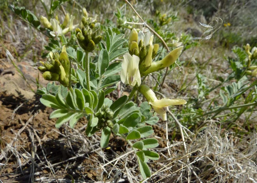 NwekeChideraEm2's tweet photo. #KidneyDiseases:According to research Astragalus is found to be a cure for Kidney Diseases such as Urinary tract infections etc. Pluck the herbs and cook them till their watercolors change and accommodate them in glass, take a glass of the herb twice daily.#herbs #medicinalherbs https://t.co/TNWpQKxQeA