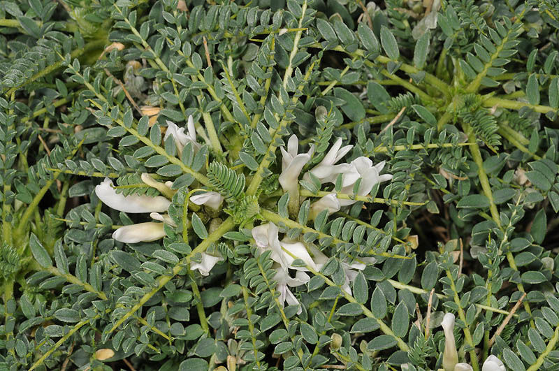 NwekeChideraEm2's tweet photo. #KidneyDiseases:According to research Astragalus is found to be a cure for Kidney Diseases such as Urinary tract infections etc. Pluck the herbs and cook them till their watercolors change and accommodate them in glass, take a glass of the herb twice daily.#herbs #medicinalherbs https://t.co/TNWpQKxQeA