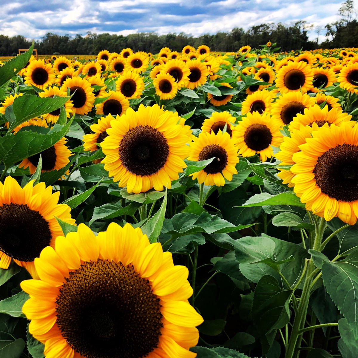 Welcome Fall🌻 #sunflowers #FallVibes #hollandridgefarms