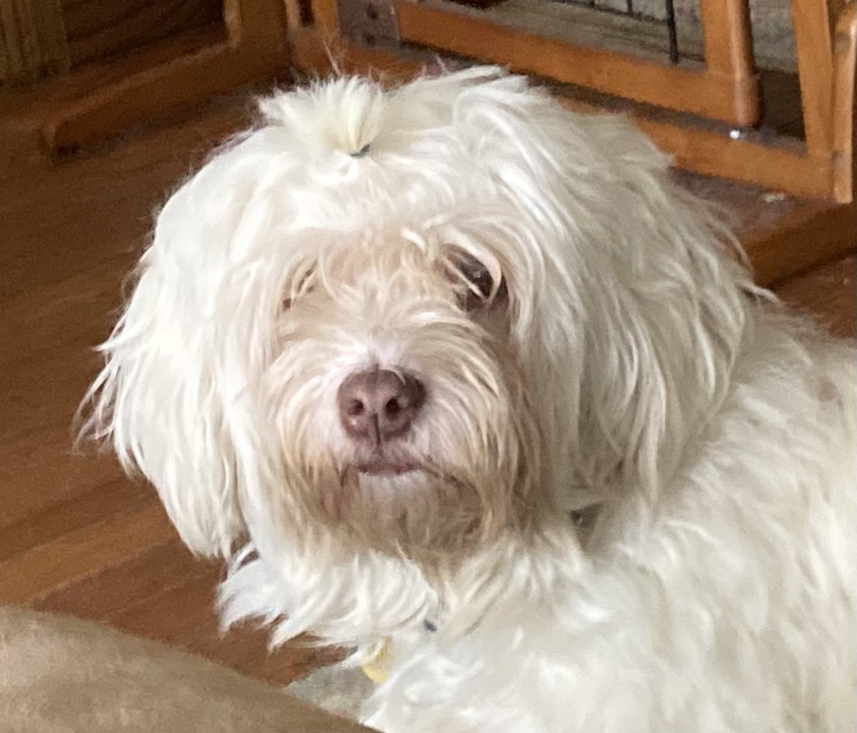 Lolita_At_Large's tweet image. It’s windy and rainy today, so we’re going to stay inside. 
#TwitterDogs #CuteDogsOfTwitter #Havanese 
#LifeIsGoodWhenYouAreTheDog
