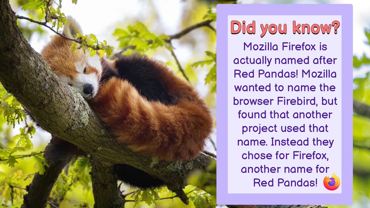 Red Panda Squad Time For Another Red Panda Fact Rps Redpandasquad Nft Solananft Welovesolana T Co Kc9h7nsqdm Twitter Red Panda Squad Time For Another Red Panda Fact Rps Redpandasquad Nft Solananft Welovesolana T Co Kc9h7nsqdm Twitter
