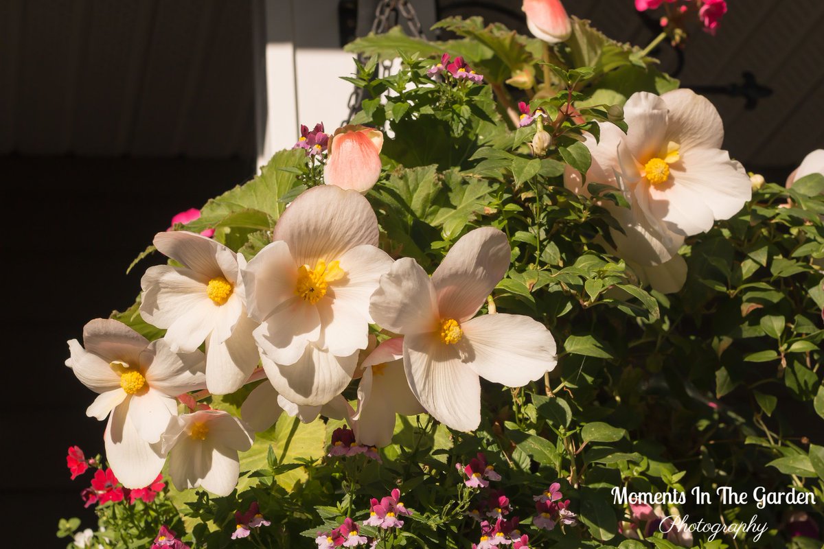 MomentsintheG's tweet photo. Happy Fall. A season of clear crisp days and golden colours. #happyfall #startoffall #autumnvibes #changingseasons #mygarden #mygardentoday #momentsinthegardenphotography https://t.co/CcZk3yNa08