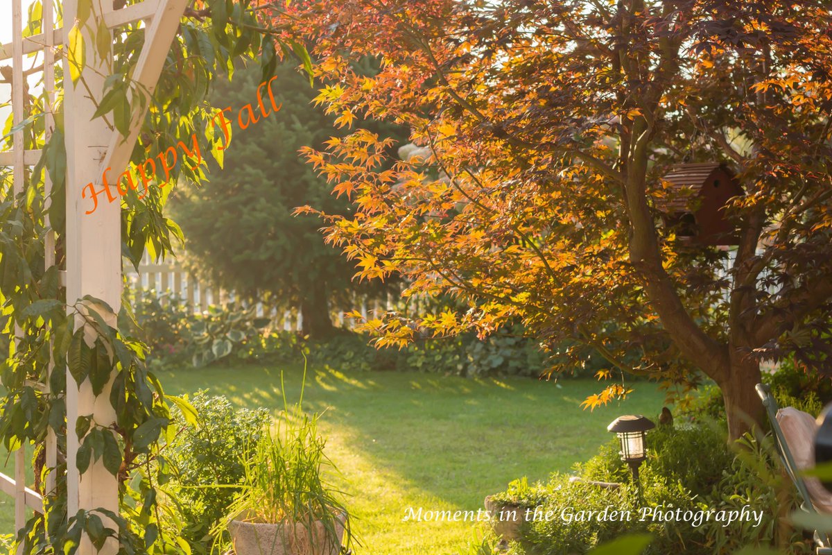 MomentsintheG's tweet photo. Happy Fall. A season of clear crisp days and golden colours. #happyfall #startoffall #autumnvibes #changingseasons #mygarden #mygardentoday #momentsinthegardenphotography https://t.co/CcZk3yNa08