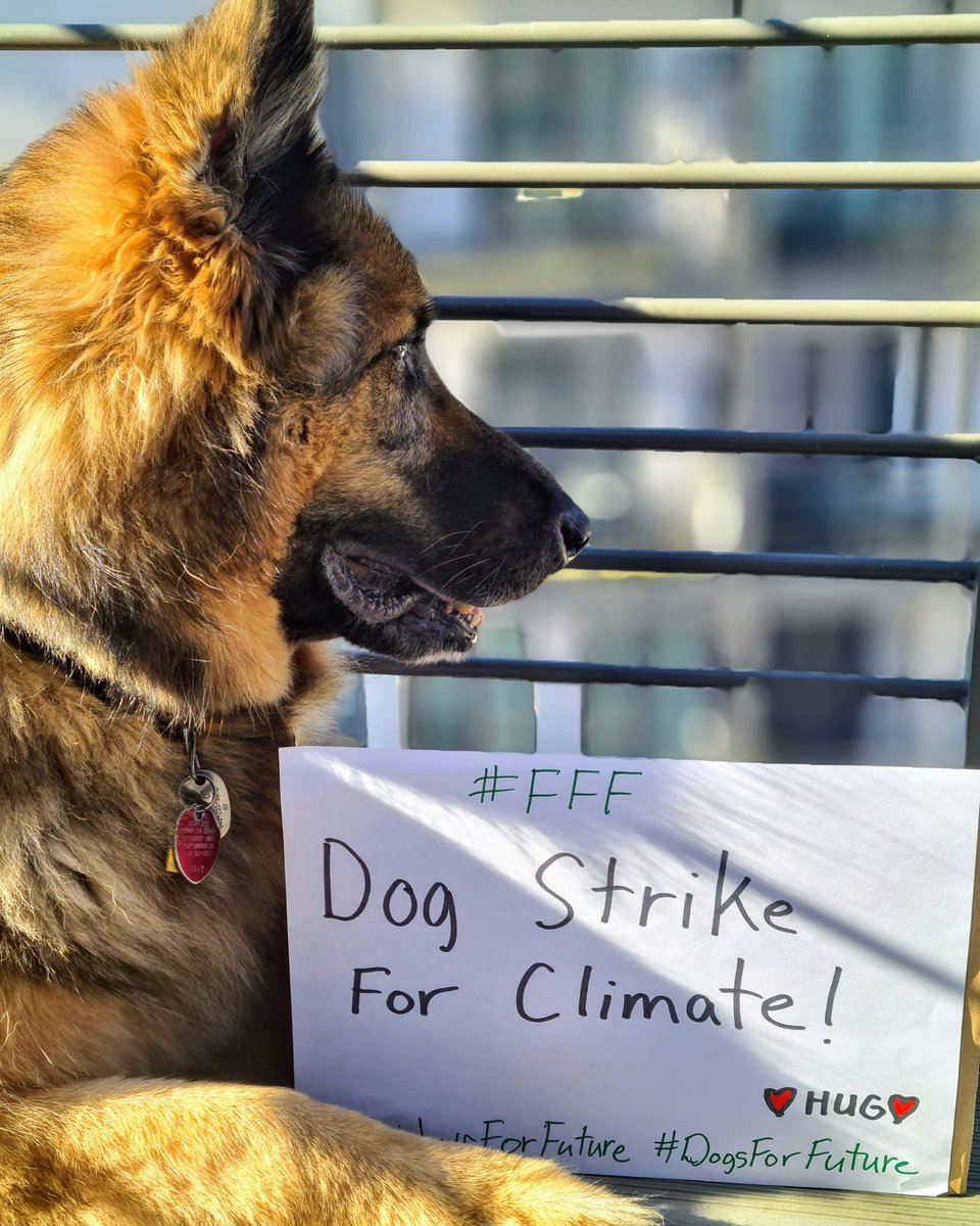 Krishnasil5's tweet photo. @LJDBergmann strong 💪🏻 Dog 🐶❤️
#ClimateAction #ClimateCrisis #dogs #Futures #Germany #cutedog #Dogstrike #Fridayforfuture https://t.co/Hgc7iTaL8O