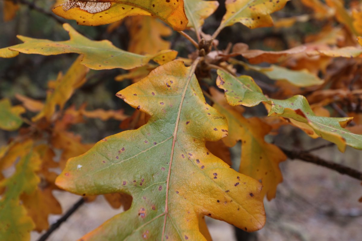 Happy #FirstDayofFall! 🍂🍁💛🧡🎃
In the PNW, your #publiclands will soon be turning brilliant shades of orange, yellow, and red. Grab a sweater, some boots, and maybe a pumpkin spice latte as you check out our list of some of our favorite autumn woods ➡ bit.ly/3hWdVGm