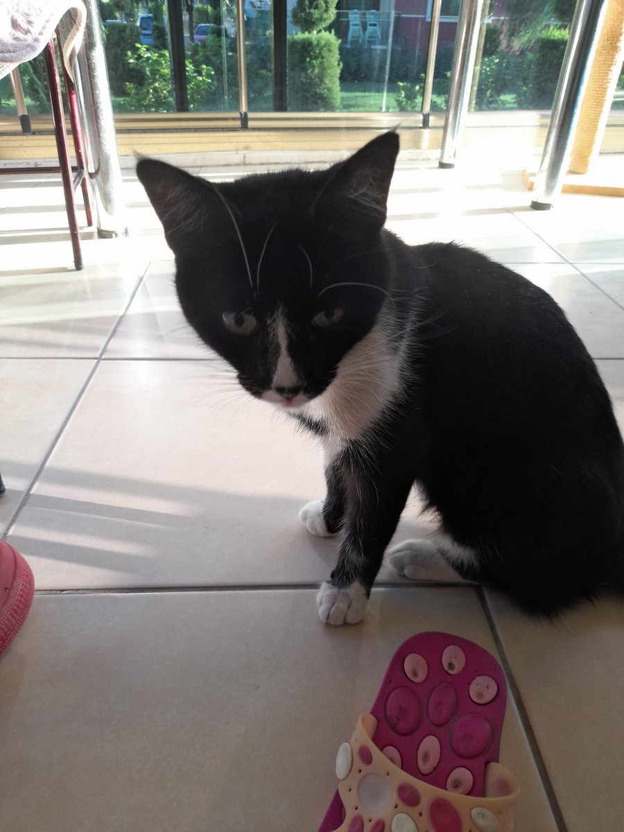 Karam)Ağzi bogazina kadar yara tedavisi uzun ve maliyetli, çok genc ve okadar yumuşak huyluki aci cekiyor agzini acip esneyemiyor bile ama hic gıkı çıkmıyor bu sabir meleginin desteginize ihtiyaci var klinik masrafi icin elinizden ne gelirse damla damla ona şifa olurmusunz🥺😿Rt