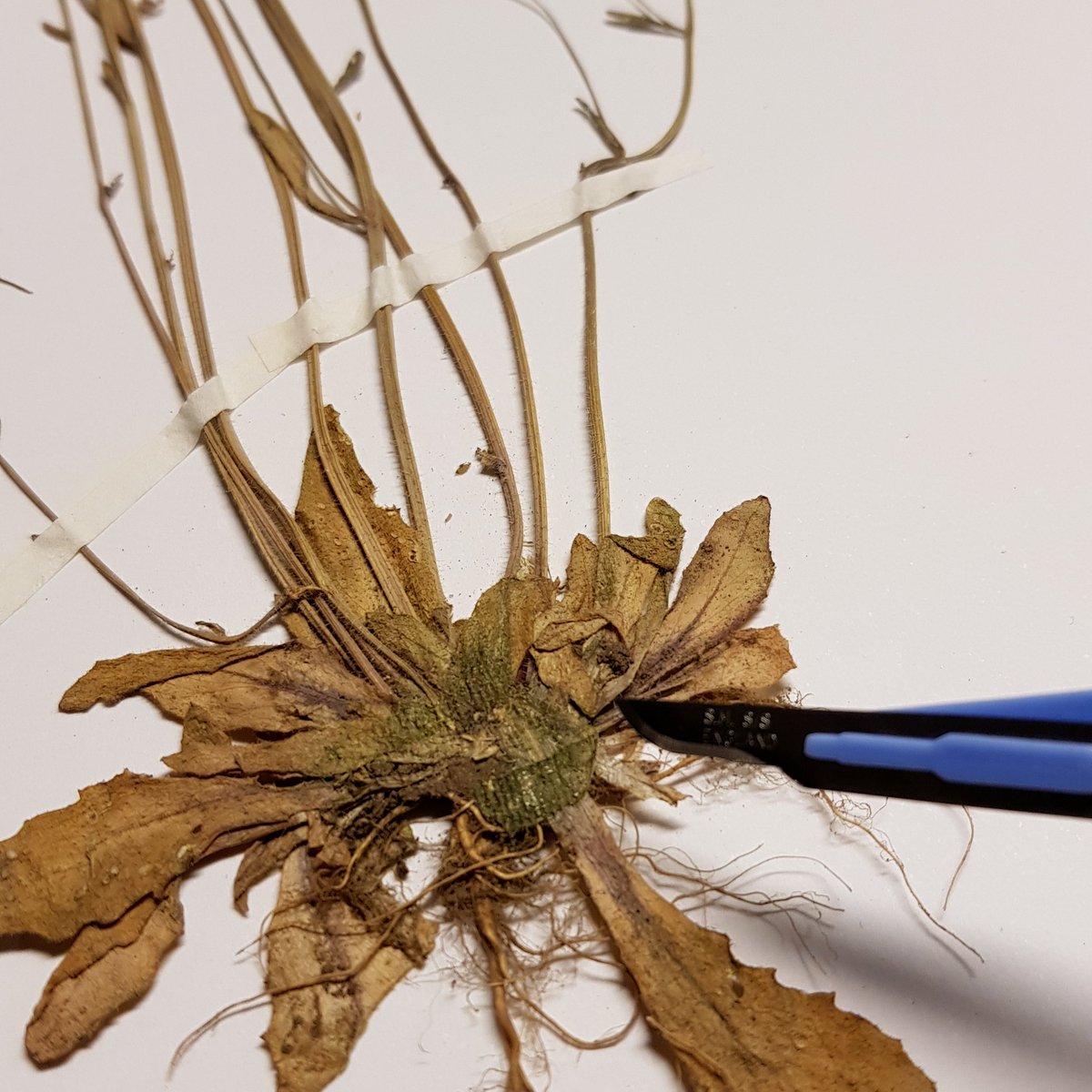 Very pleased to announce the development of ÆDNA, <a href="/UniofNottingham/">Uni of Nottingham #WeAreUoN</a> &amp; @UoNFutureFood's new state-of-the-art Ancient &amp; Environmental DNA Laboratory! Will endeavour to keep Twitter abreast of developments over coming weeks <a href="/UoNScience/">UoN Science</a>