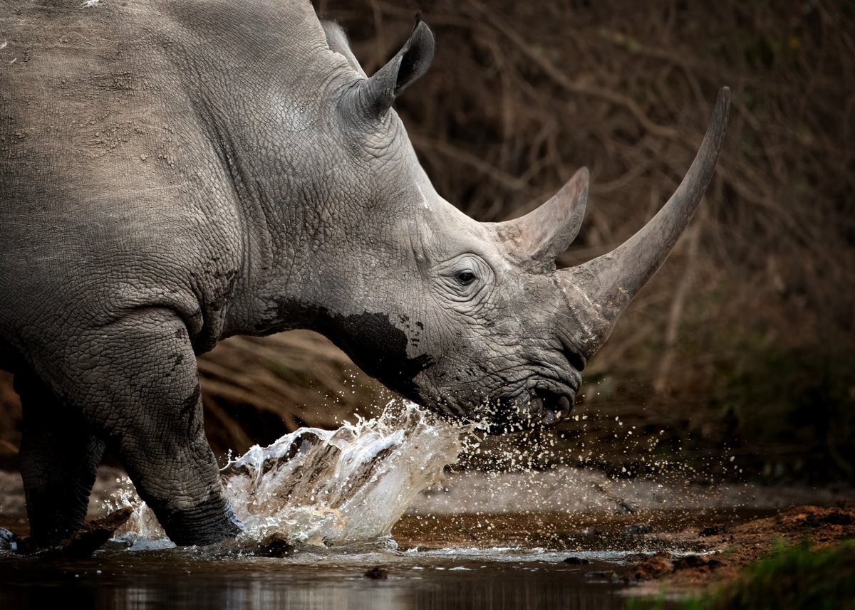 To celebrate #WorldRhinoDay, we've selected our top places in Africa to spot and support these magnificent creatures. 

From walking safaris in remote Zimbabwe to conservation excursions with 'Save the Rhino' trackers in Namibia, take a look here: bit.ly/2DgYkPA