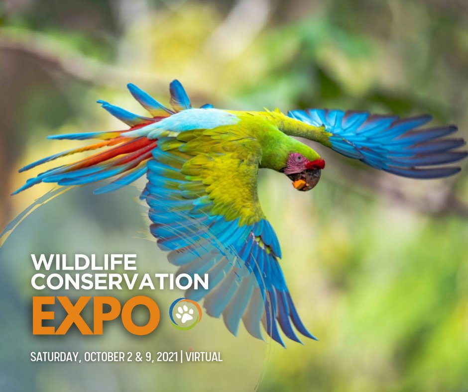 MacawRecoveryNetwork (@macawnetwork) on Twitter photo The <a href="/wildnetorg/">Wildlife Conservation Network</a> #WCNExpo is back! š§” Our team is presenting and would love for you to join us on October 2 & 9, 2021 to connect with wildlife conservationists from around the world - all from the comfort of your living room. Register at wcnexpo.org š¾ The <a href="/wildnetorg/">Wildlife Conservation Network</a> #WCNExpo is back! š§” Our team is presenting and would love for you to join us on October 2 & 9, 2021 to connect with wildlife conservationists from around the world - all from the comfort of your living room. Register at wcnexpo.org š¾