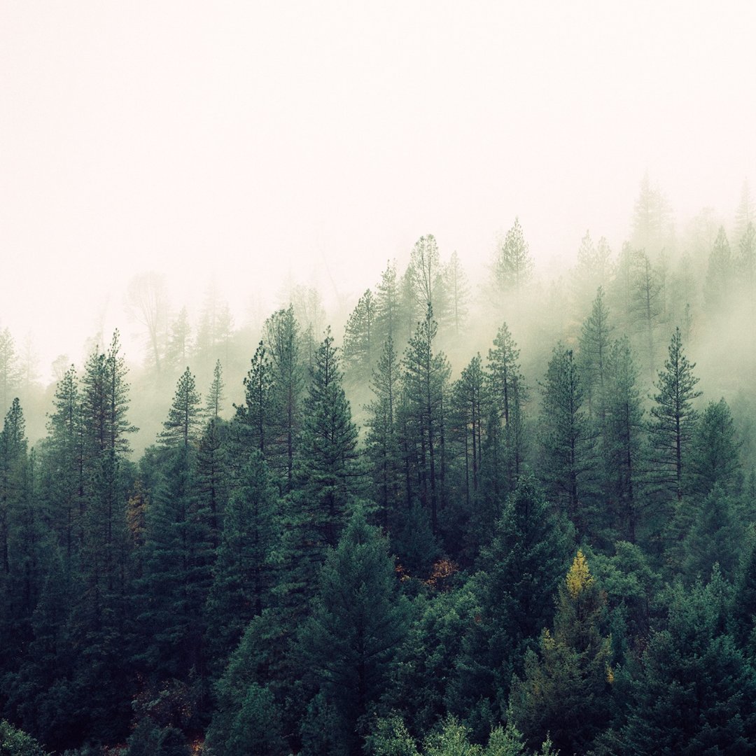 evrylivingthing's tweet photo. Happy #NationalTreeDay! Have a class discussion on the importance of trees. How do trees benefit animals and people? What can we do to protect trees and our environment? Visit our website for links to resources. https://t.co/pWwMdngiQg @TreeCanada  #AbEd #HumaneEducation https://t.co/QQWpLZxsQw