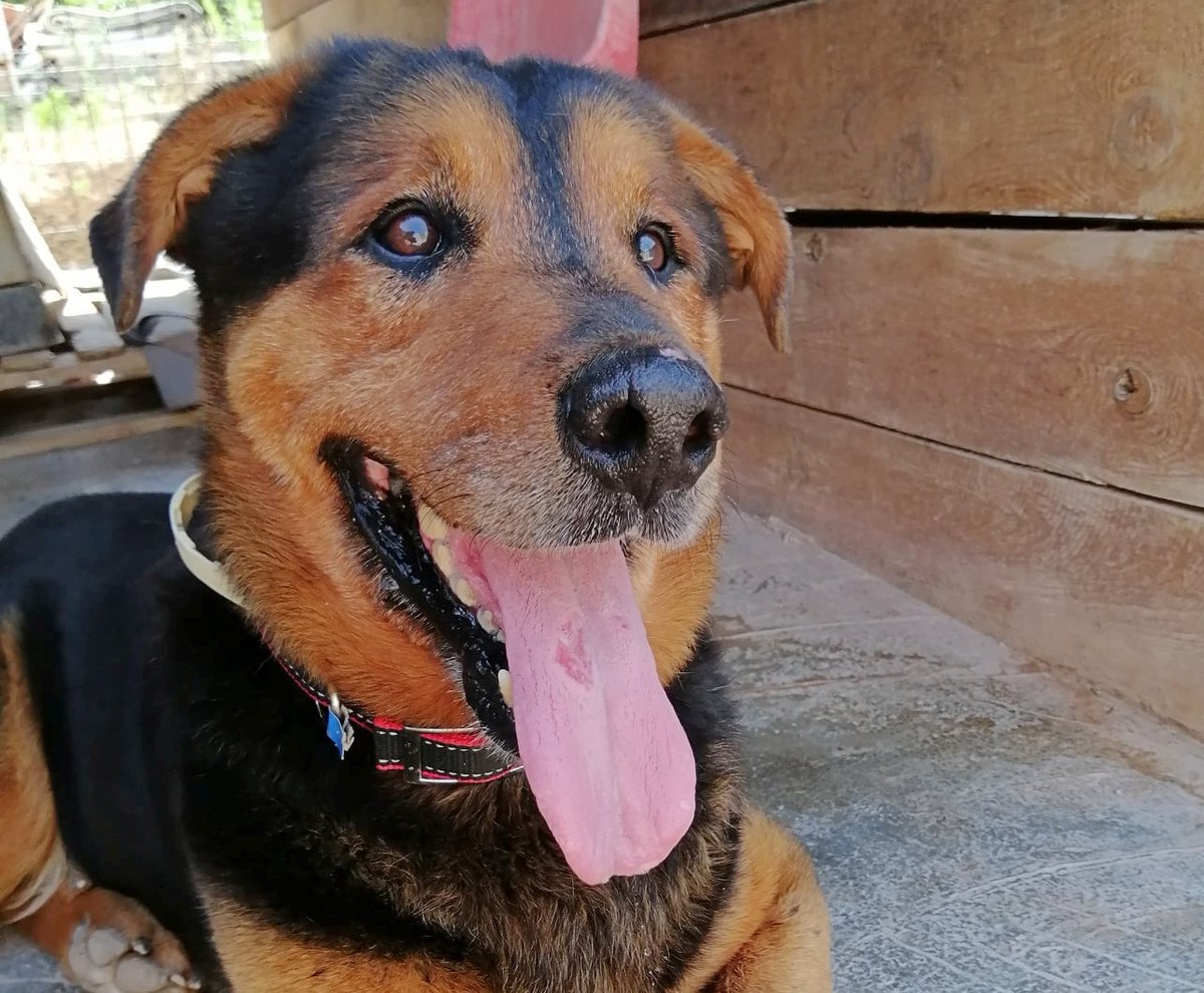 SosAbuelos1's tweet photo. #FOC (12 AÑITOS) #VALENCIA 
Adorable abuelete mimoso y divertido.
No es el más amable con otros perros aunque es tan obediente que no hay ningún problema con él. Adora las caricias y sentir que se le hace caso

625 61 26 20 // sos.sagunto@gmail.com https://t.co/Z7QwawycP8