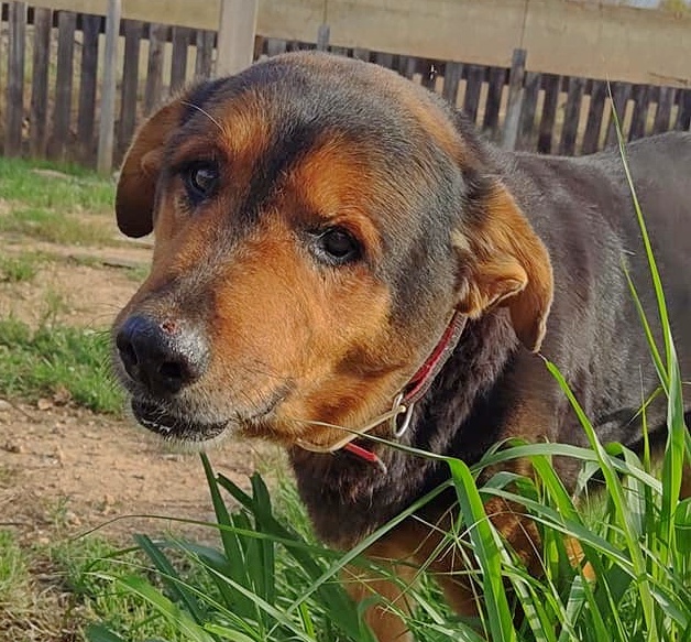 SosAbuelos1's tweet photo. #FOC (12 AÑITOS) #VALENCIA 
Adorable abuelete mimoso y divertido.
No es el más amable con otros perros aunque es tan obediente que no hay ningún problema con él. Adora las caricias y sentir que se le hace caso

625 61 26 20 // sos.sagunto@gmail.com https://t.co/Z7QwawycP8