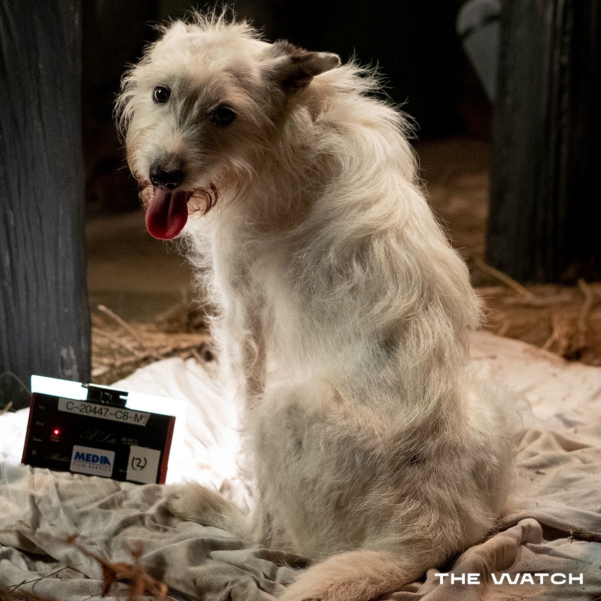 This dog sure knows how to work a camera 🐶