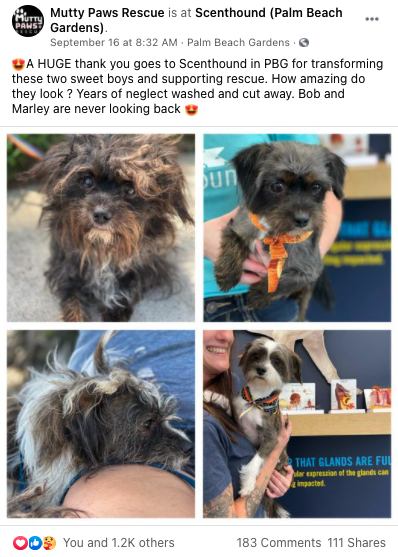 clubscenthound's tweet photo. Kudos to our franchisee, Christina McGinnis, for #makeadifference and #bringlove. These two pups are an amazing example of our Clean Start Program in action and transforming lives – putting dogs onto the road for a healthier and happier life!
#franchising #dogs #transformation https://t.co/0Lb0UZEbry