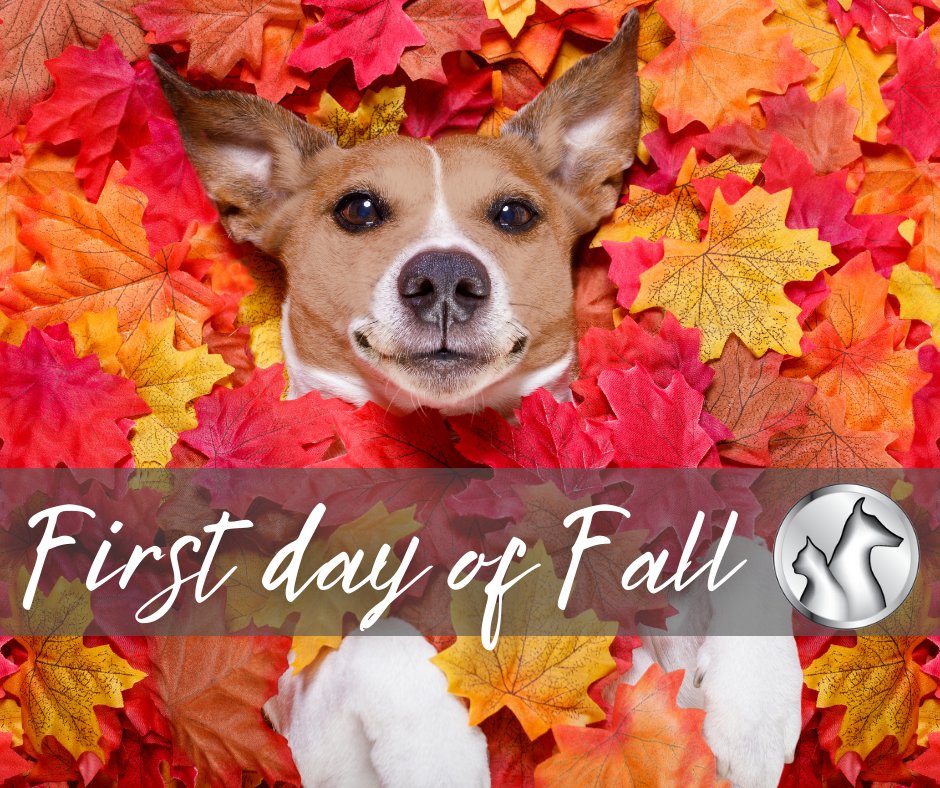 LIVSPlainview's tweet photo. Happy First Day of Fall! 🍁 🍂 

This time of year marks the beginning of hazards that come with the start of cooler weather. Here are some autumn safety reminders from the ASPCA: https://t.co/pWqm94goqY 

✅ School Supplies
✅ Rodenticides
✅ Antifreeze
✅ Mushrooms 
✅ Wildlife https://t.co/piF9vhgJ3v